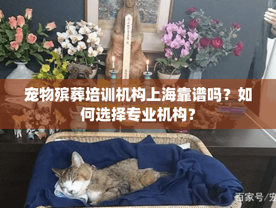 宠物殡葬培训机构上海靠谱吗？如何选择专业机构？