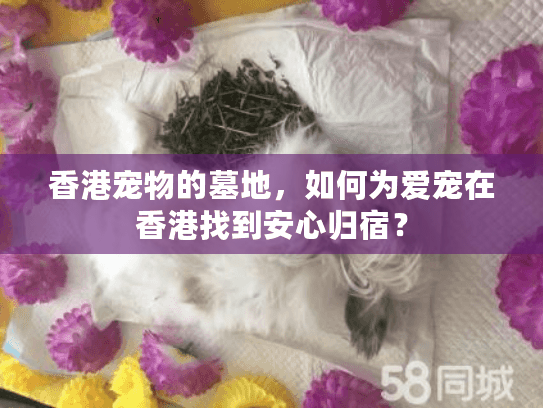 香港宠物的墓地，如何为爱宠在香港找到安心归宿？