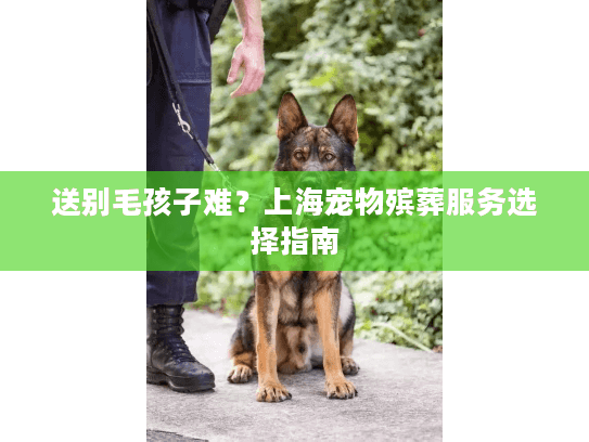 送别毛孩子难？上海宠物殡葬服务选择指南