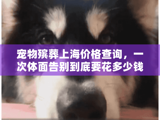 宠物殡葬上海价格查询，一次体面告别到底要花多少钱？