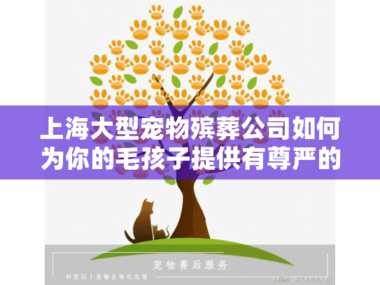 上海大型宠物殡葬公司如何为你的毛孩子提供有尊严的告别？