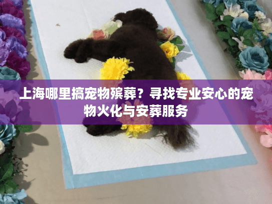 上海哪里搞宠物殡葬？寻找专业安心的宠物火化与安葬服务
