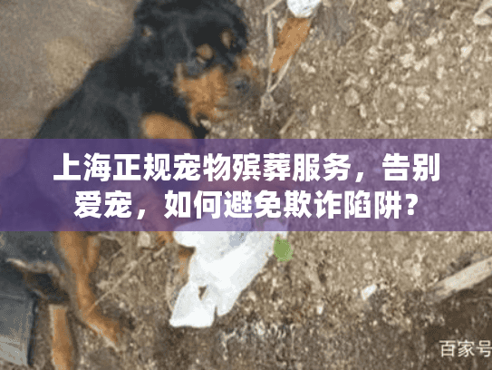 上海正规宠物殡葬服务，告别爱宠，如何避免欺诈陷阱？