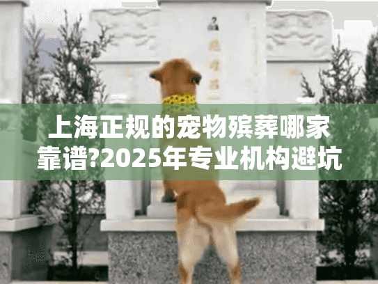 上海正规的宠物殡葬哪家靠谱?2025年专业机构避坑指南
