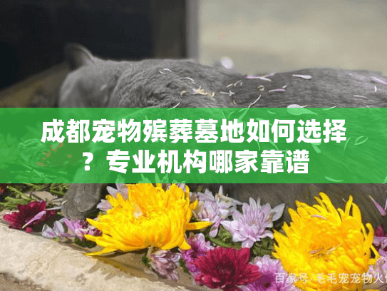 成都宠物殡葬墓地如何选择？专业机构哪家靠谱
