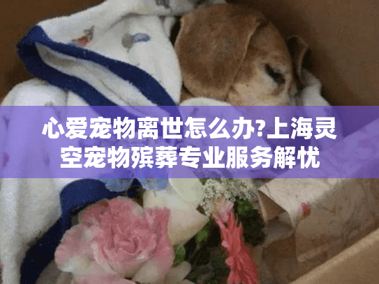 心爱宠物离世怎么办?上海灵空宠物殡葬专业服务解忧