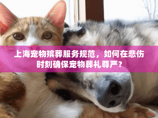 上海宠物殡葬服务规范，如何在悲伤时刻确保宠物葬礼尊严？