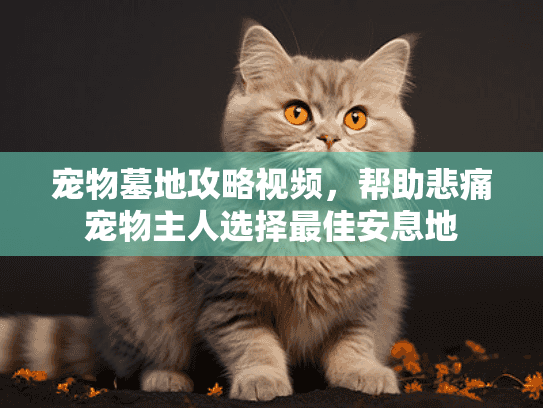 宠物墓地攻略视频，帮助悲痛宠物主人选择最佳安息地