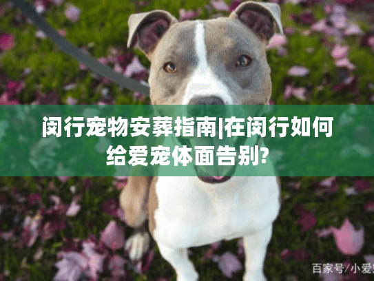 闵行宠物安葬指南|在闵行如何给爱宠体面告别?