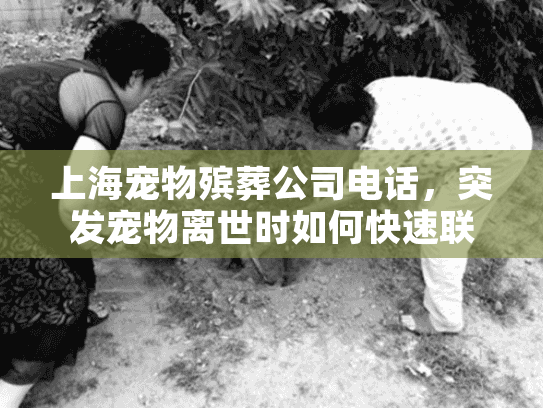 上海宠物殡葬公司电话，突发宠物离世时如何快速联系可靠服务？