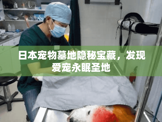 日本宠物墓地隐秘宝藏，发现爱宠永眠圣地