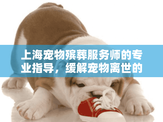 上海宠物殡葬服务师的专业指导，缓解宠物离世的痛苦