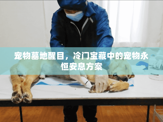 宠物墓地醒目，冷门宝藏中的宠物永恒安息方案