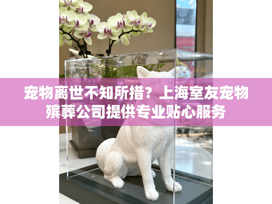 宠物离世不知所措？上海室友宠物殡葬公司提供专业贴心服务