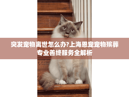 突发宠物离世怎么办?上海恩宠宠物殡葬专业善终服务全解析