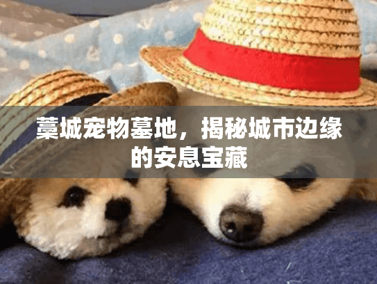 藁城宠物墓地，揭秘城市边缘的安息宝藏