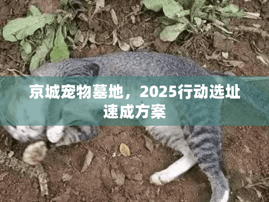 京城宠物墓地，2025行动选址速成方案