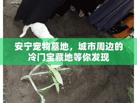 安宁宠物墓地，城市周边的冷门宝藏地等你发现
