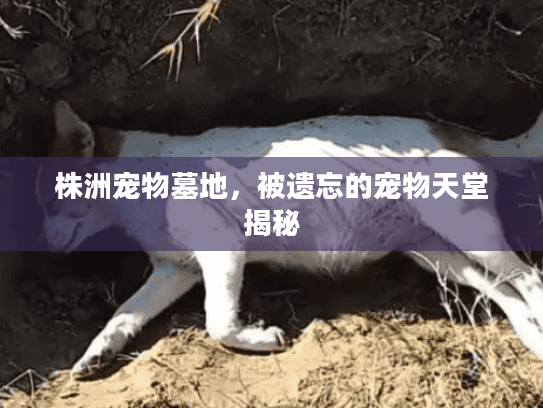 株洲宠物墓地,被遗忘的宠物天堂揭秘 株洲宠物墓地,被遗忘的宠物天堂揭秘