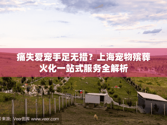 痛失爱宠手足无措？上海宠物殡葬火化一站式服务全解析
