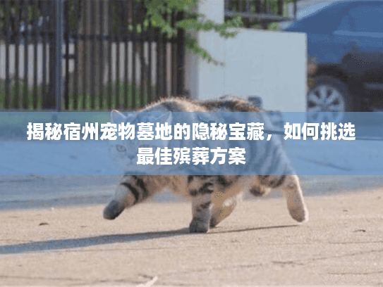 揭秘宿州宠物墓地的隐秘宝藏，如何挑选最佳殡葬方案