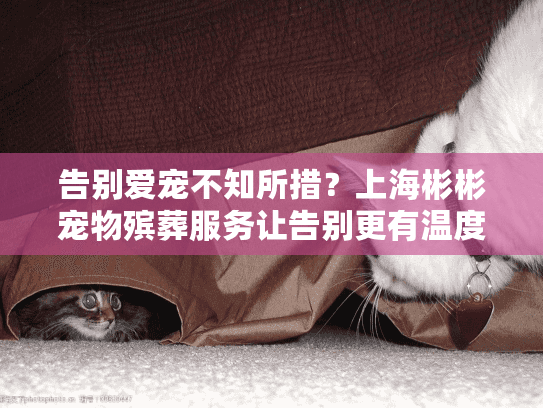 告别爱宠不知所措？上海彬彬宠物殡葬服务让告别更有温度