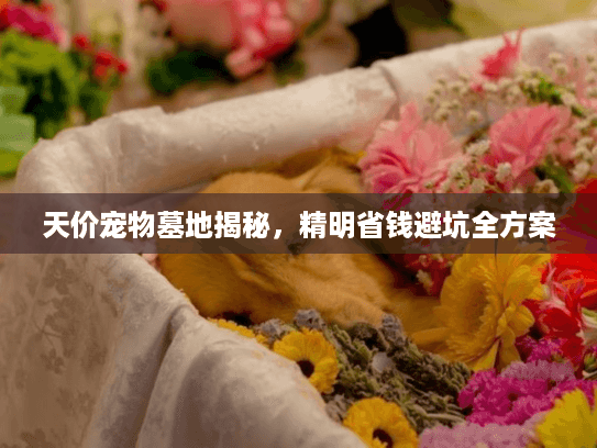 天价宠物墓地揭秘，精明省钱避坑全方案