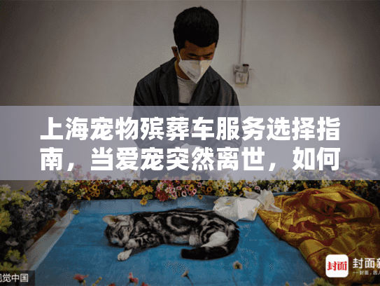 上海宠物殡葬车服务选择指南，当爱宠突然离世，如何体面告别？