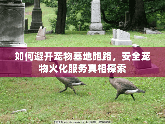 如何避开宠物墓地跑路,安全宠物火化服务真相探索 如何避开宠物墓地跑路,安全宠物火化服务真相探索
