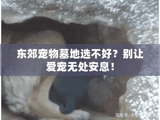 东郊宠物墓地选不好?别让爱宠无处安息! 东郊宠物墓地选不好?别让爱宠无处安息!
