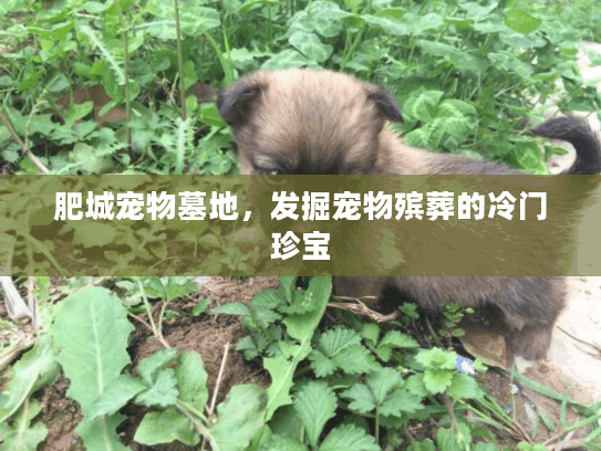 肥城宠物墓地,发掘宠物殡葬的冷门珍宝 肥城宠物墓地,发掘宠物殡葬的冷门珍宝