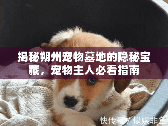 揭秘朔州宠物墓地的隐秘宝藏，宠物主人必看指南