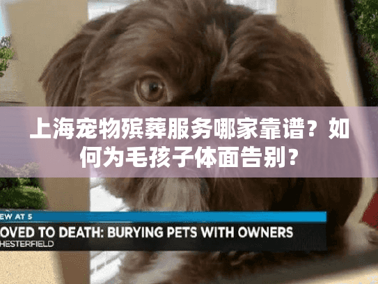上海宠物殡葬服务哪家靠谱？如何为毛孩子体面告别？