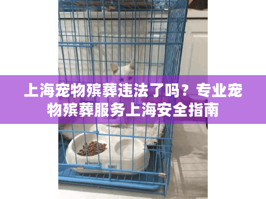 上海宠物殡葬违法了吗？专业宠物殡葬服务上海安全指南