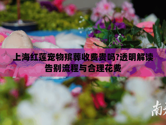 上海红莲宠物殡葬收费贵吗?透明解读告别流程与合理花费