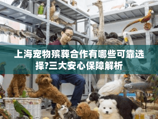 上海宠物殡葬合作有哪些可靠选择?三大安心保障解析