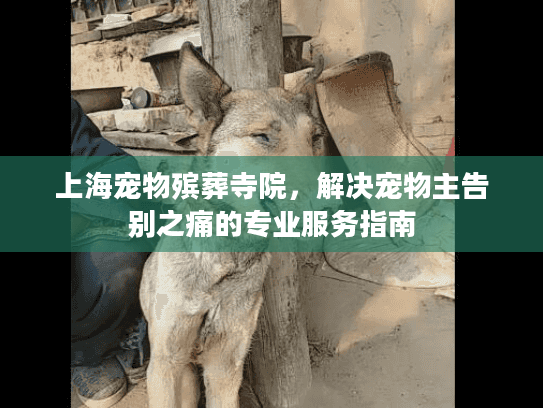 上海宠物殡葬寺院，解决宠物主告别之痛的专业服务指南