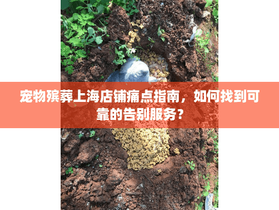 宠物殡葬上海店铺痛点指南，如何找到可靠的告别服务？