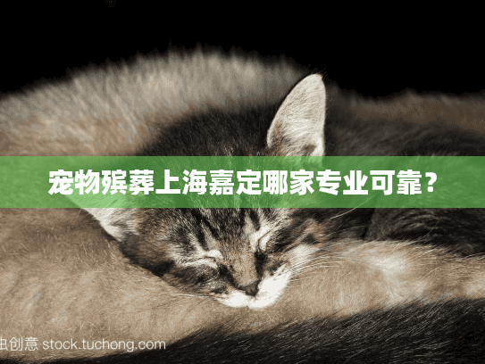 宠物殡葬上海嘉定哪家专业可靠？