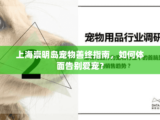 上海崇明岛宠物善终指南，如何体面告别爱宠？