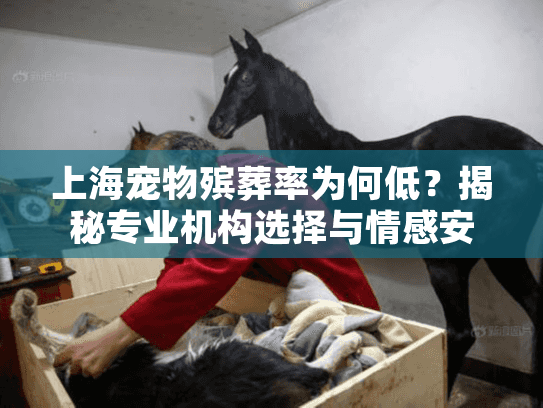 上海宠物殡葬率为何低？揭秘专业机构选择与情感安放困境