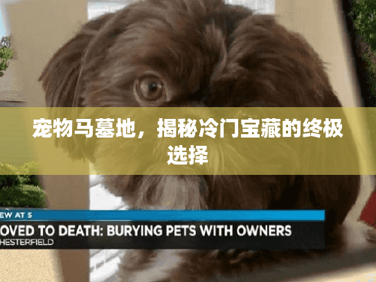 宠物马墓地，揭秘冷门宝藏的终极选择