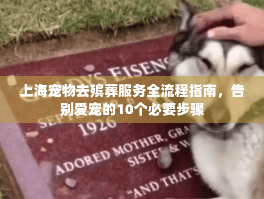 上海宠物去殡葬服务全流程指南，告别爱宠的10个必要步骤