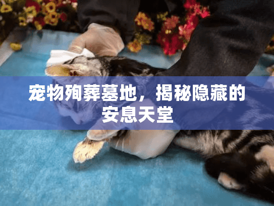 宠物殉葬墓地，揭秘隐藏的安息天堂