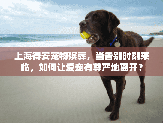 上海得安宠物殡葬，当告别时刻来临，如何让爱宠有尊严地离开？
