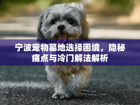 宁波宠物墓地选择困境，隐秘痛点与冷门解法解析
