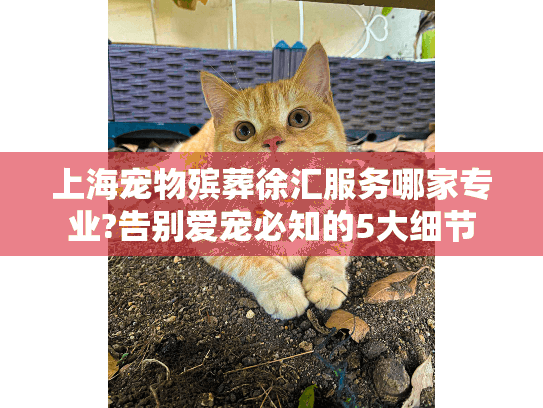 上海宠物殡葬徐汇服务哪家专业?告别爱宠必知的5大细节
