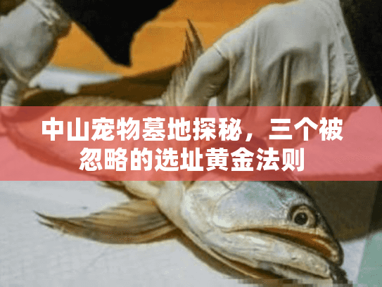 中山宠物墓地探秘，三个被忽略的选址黄金法则