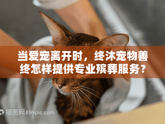 当爱宠离开时，终沐宠物善终怎样提供专业殡葬服务？