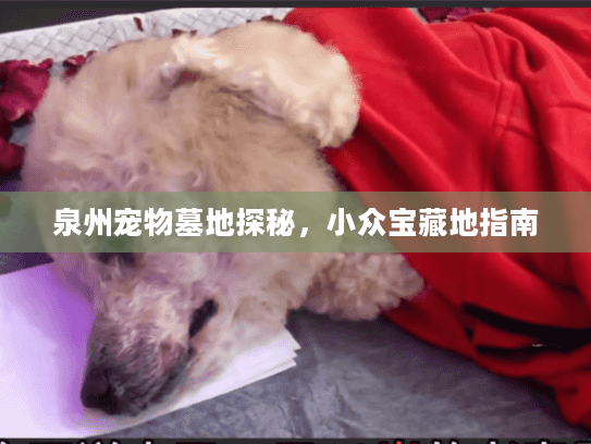 泉州宠物墓地探秘,小众宝藏地指南 泉州宠物墓地探秘,小众宝藏地指南